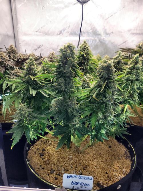 White Durban. Week 11