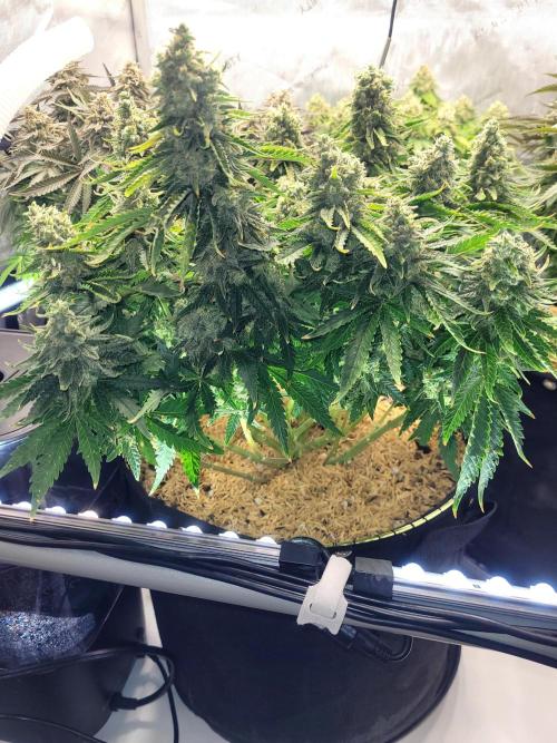 White Durban. Week 11
