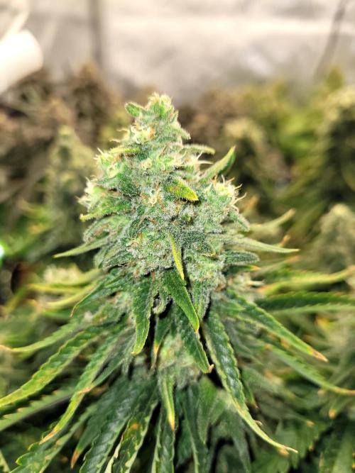 White Durban. Week 11