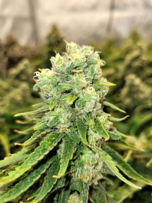 White Durban. Week 11