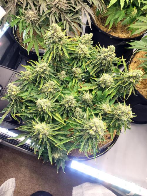 White Durban. Week 11