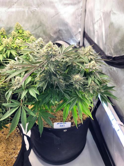 Mimosa Royal Queen Seeds. Week 13