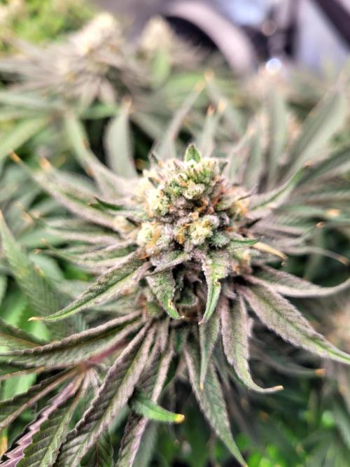 Mimosa Royal Queen Seeds. Week 13