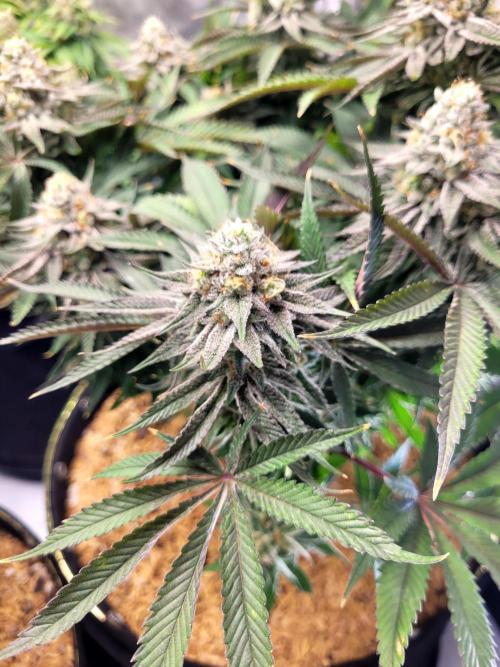 Mimosa Royal Queen Seeds. Week 13