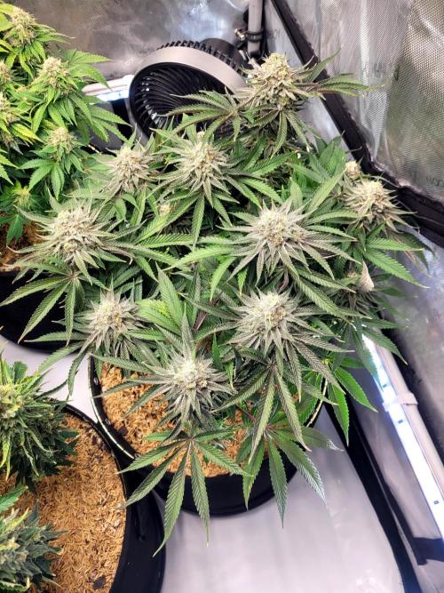 Mimosa Royal Queen Seeds. Week 13