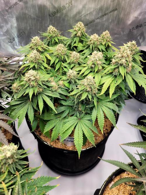 Blue Dream Seed Supreme. Week 13