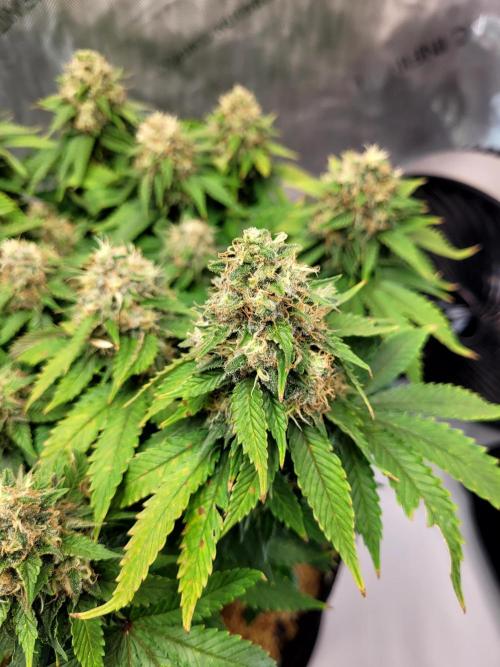 Blue Dream Seed Supreme. Week 13