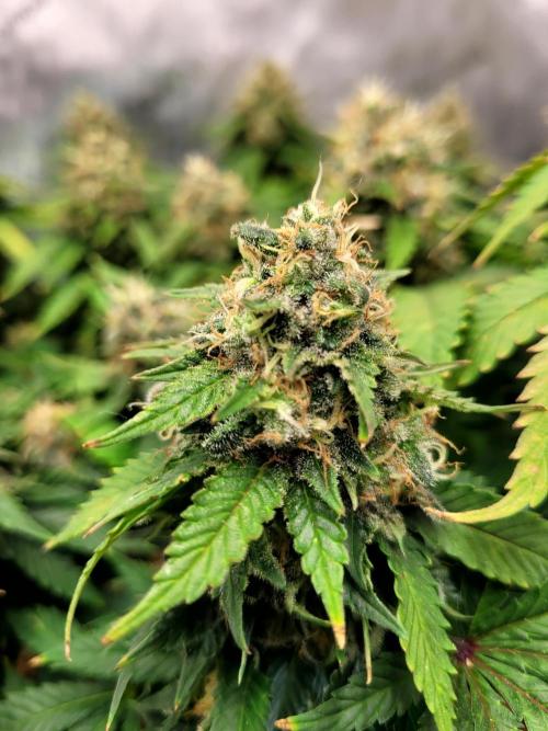 Blue Dream Seed Supreme. Week 13