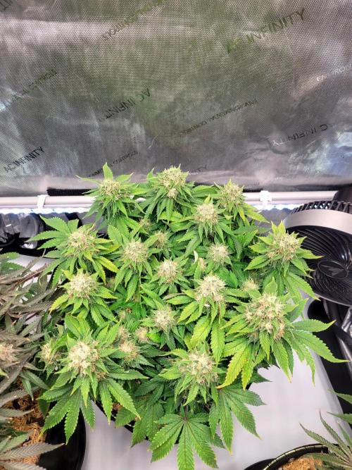 Blue Dream. Week 13