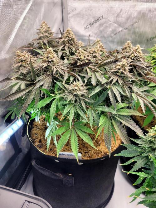 Maui Wowie Seed Supreme. Week 13