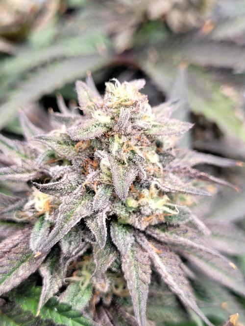 Maui Wowie Seed Supreme. Week 13