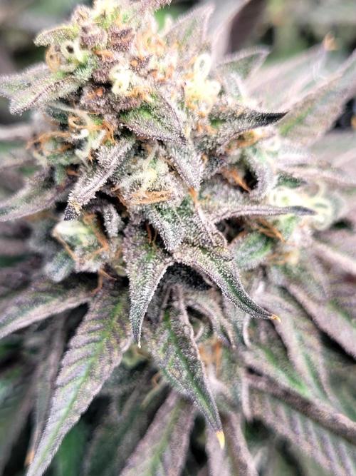 Maui Wowie Seed Supreme. Week 13