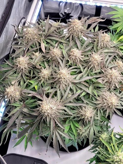 Maui Wowie Seed Supreme. Week 13