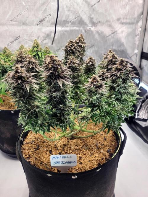 Maui Wowie Seed Supreme. Week 13