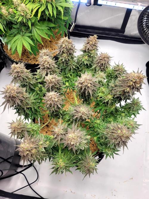 Maui Wowie Seed Supreme. Week 13