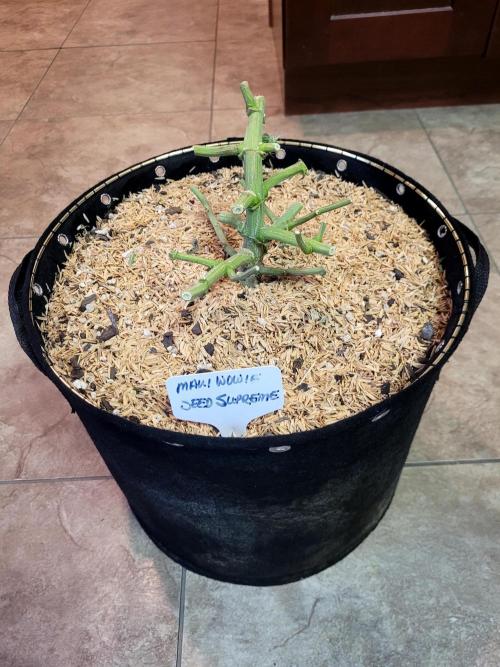 Maui Wowie Seed Supreme. Week 14
