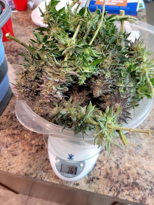 Maui Wowie Seed Supreme. Week 14