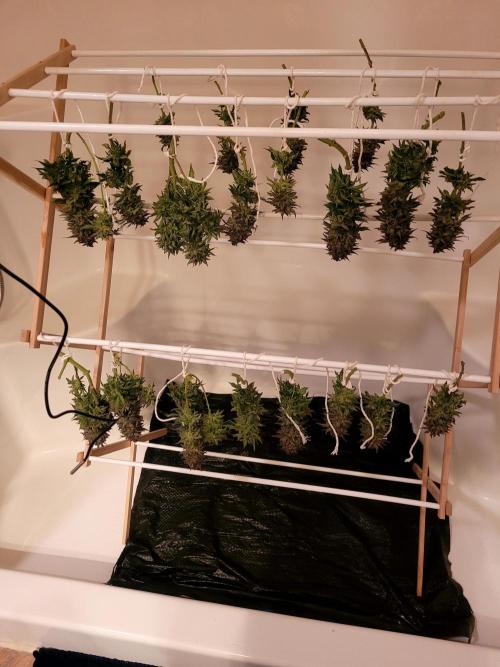 Maui Wowie Seed Supreme. Week 14