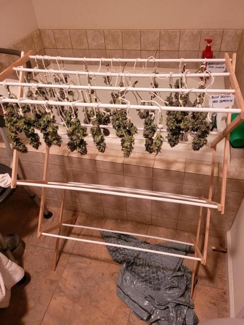 Blue Dream Seed Supreme. Week 14