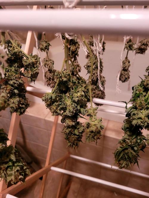 Blue Dream. Week 14