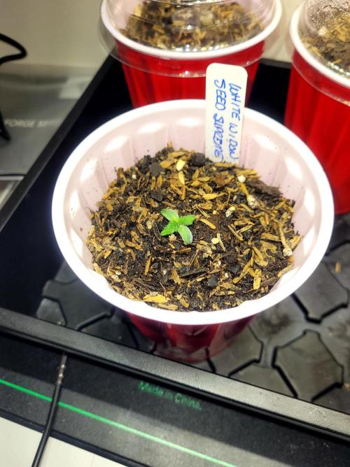 White Widow Auto. Week 0