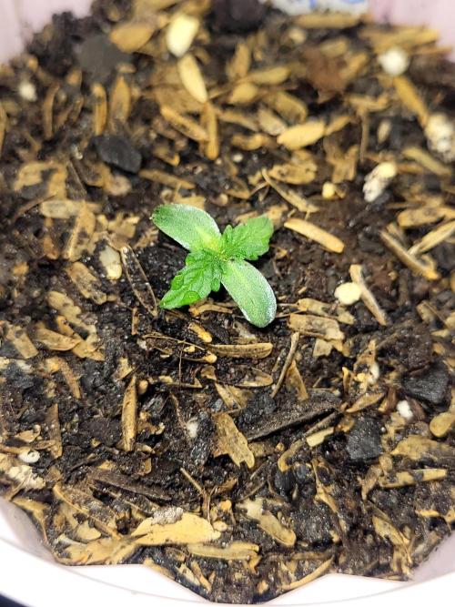 White Widow Auto. Week 0