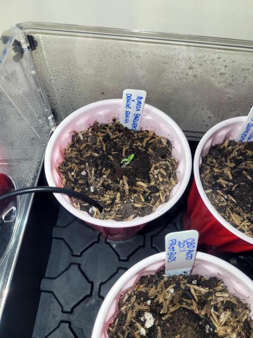 Mimosa x Orange Punch. Week 0