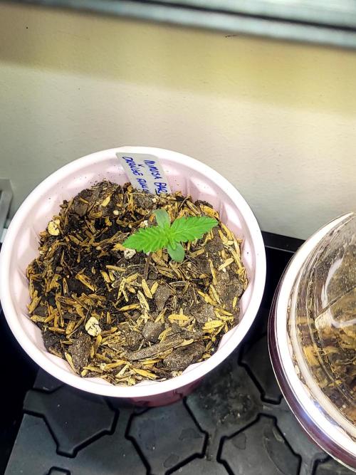 Mimosa x Orange Punch. Week 0