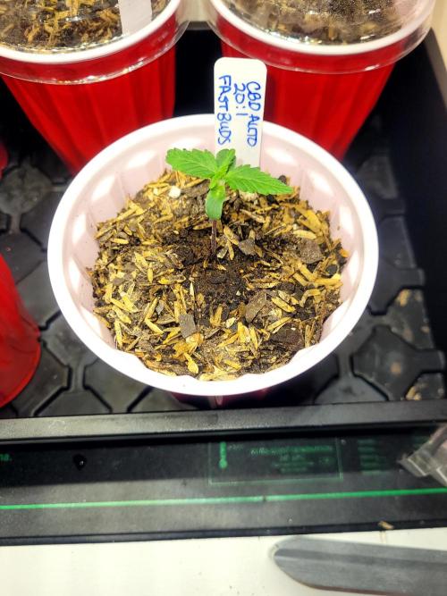 CBD Auto 20:1. Week 0