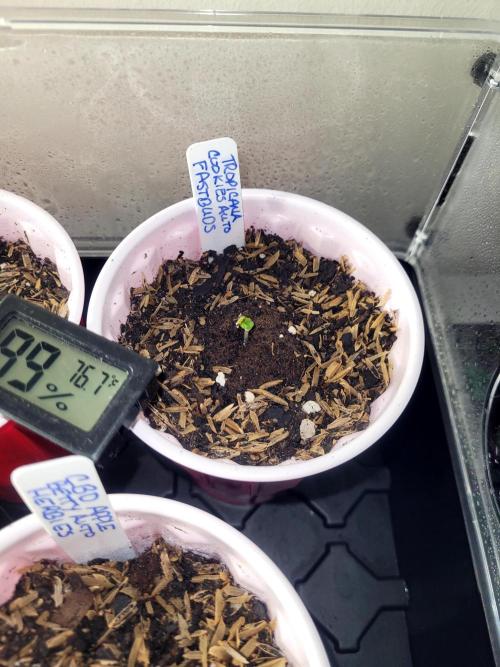 Tropicana Cookies Auto. Week 0