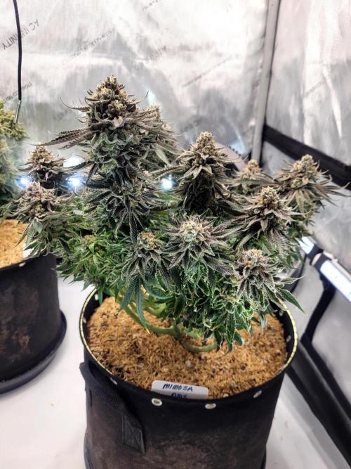 Mimosa Royal Queen Seeds. Week 14