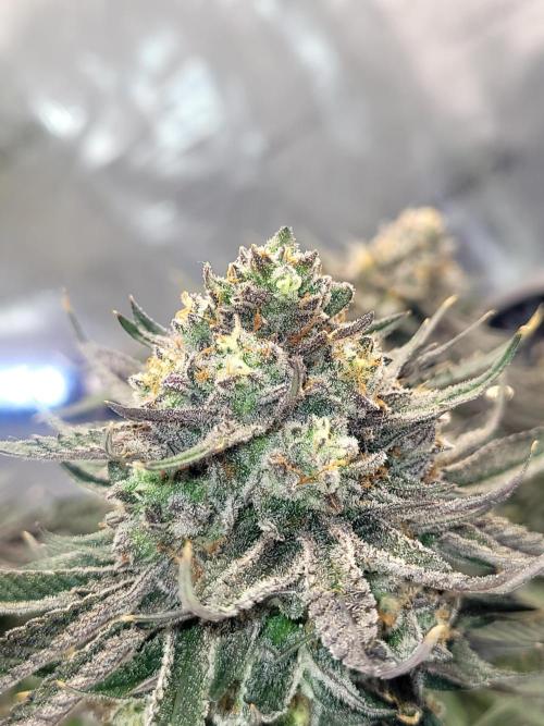 Mimosa Royal Queen Seeds. Week 14