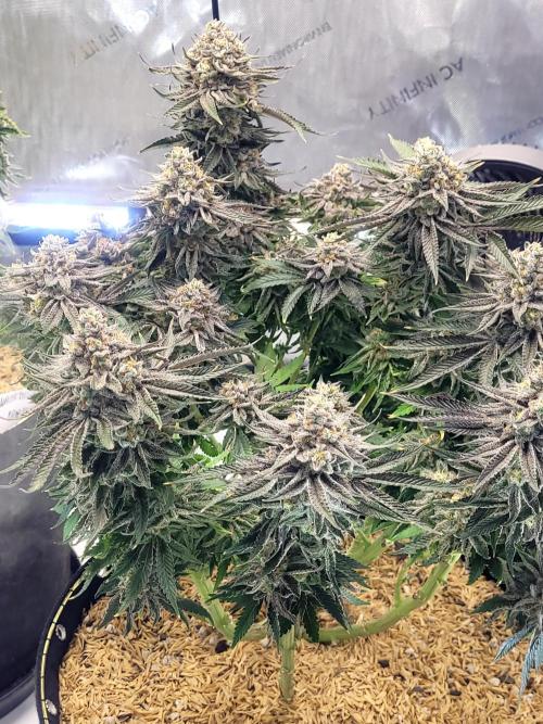 Mimosa Royal Queen Seeds. Week 14