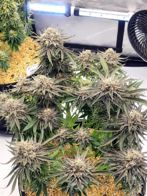Mimosa Royal Queen Seeds. Week 14