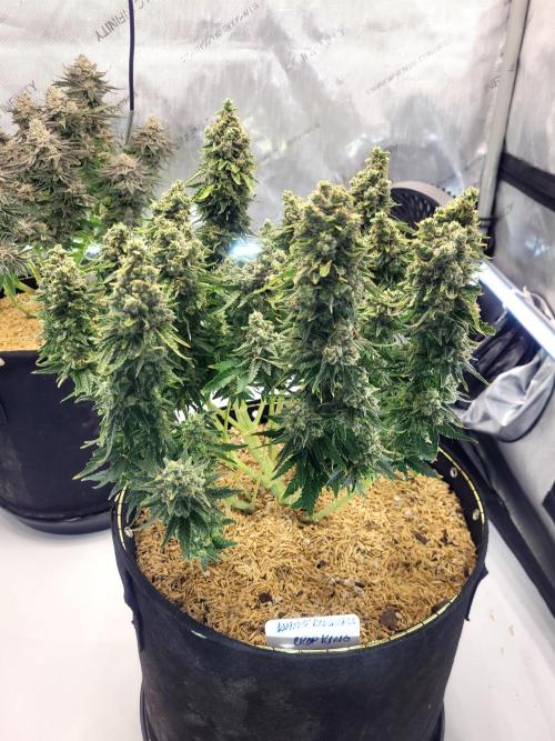 White Durban. Week 12