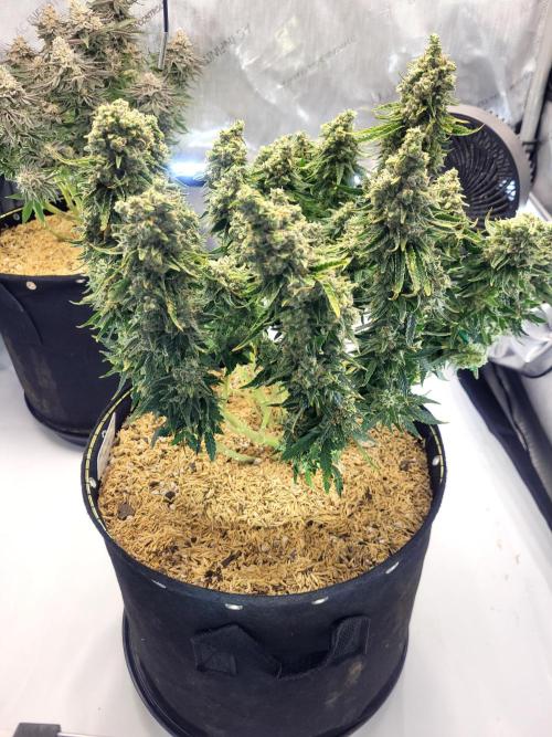 White Durban. Week 12