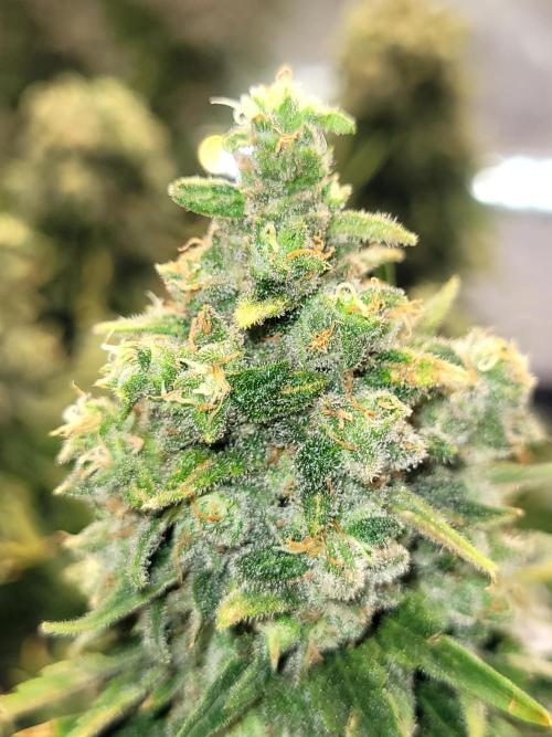 White Durban. Week 12