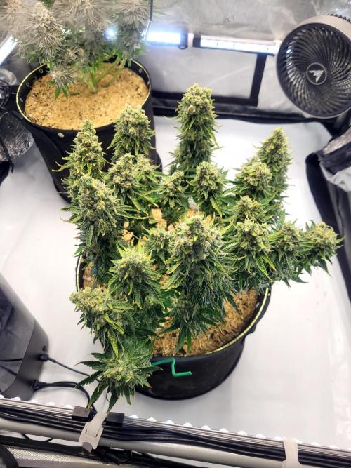 White Durban. Week 12