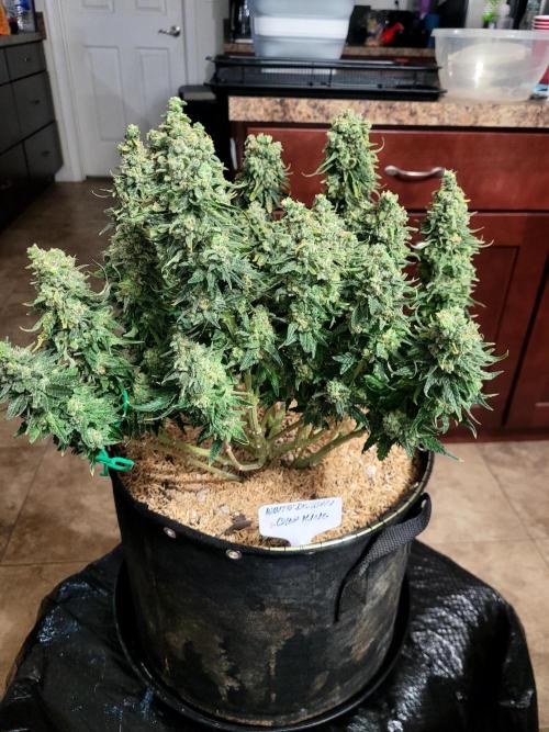 White Durban. Week 13
