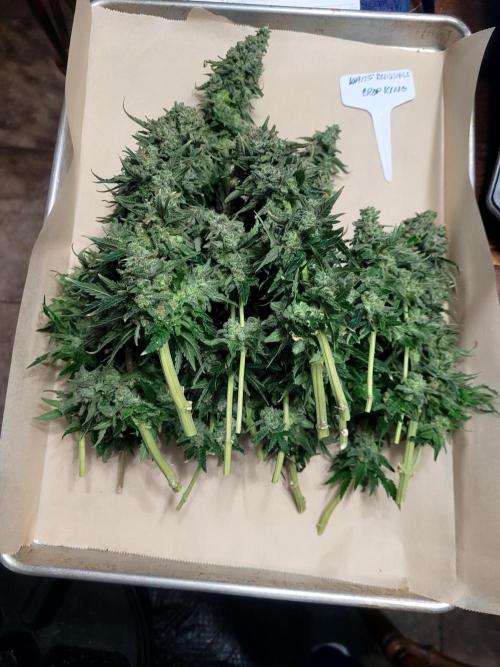 White Durban. Week 13