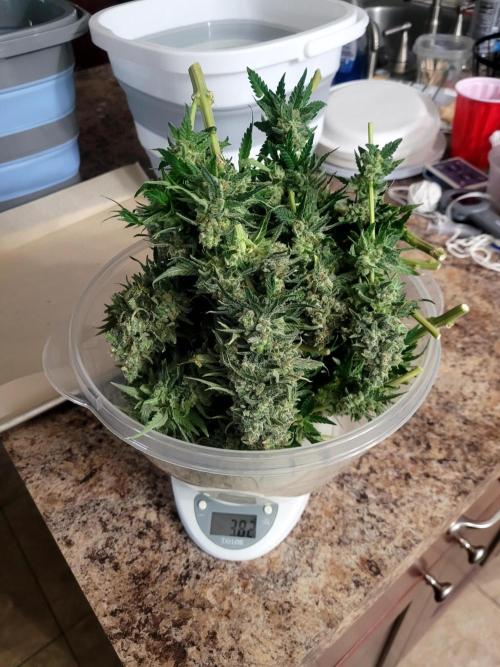 White Durban. Week 13