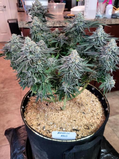 Mimosa Royal Queen Seeds. Week 15