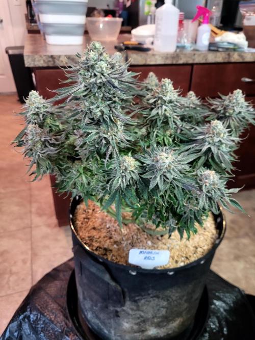 Mimosa Royal Queen Seeds. Week 15