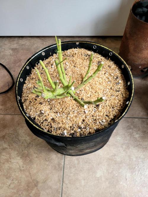 Mimosa Royal Queen Seeds. Week 15