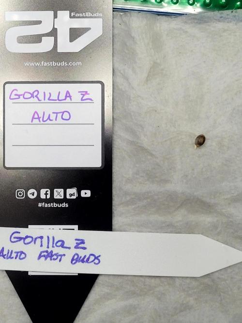 Gorilla Z Auto. Week 0