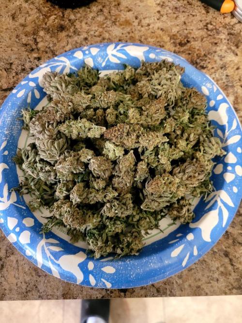 Maui Wowie Seed Supreme. Week 14