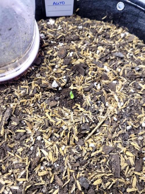 Gorilla Z Auto. Week 0