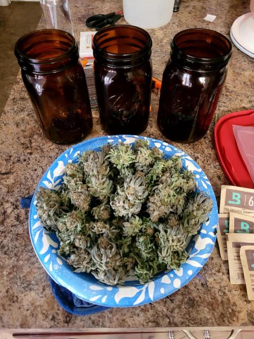 Mimosa Royal Queen Seeds. Week 15