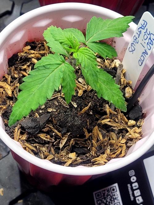 Tropicana Cookies Auto. Week 1