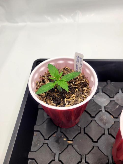 White Widow Auto. Week 1